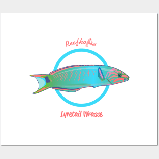 Lyretail Wrasse Posters and Art